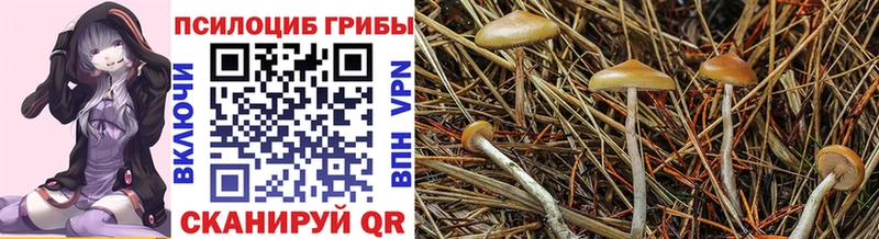 Псилоцибиновые грибы мицелий купить наркоту Павловская